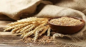 किसानों के लिए बड़ी खुशखबरी, इस बार गेहूं के बीज पर मिलेगी अधिक सब्सिडी