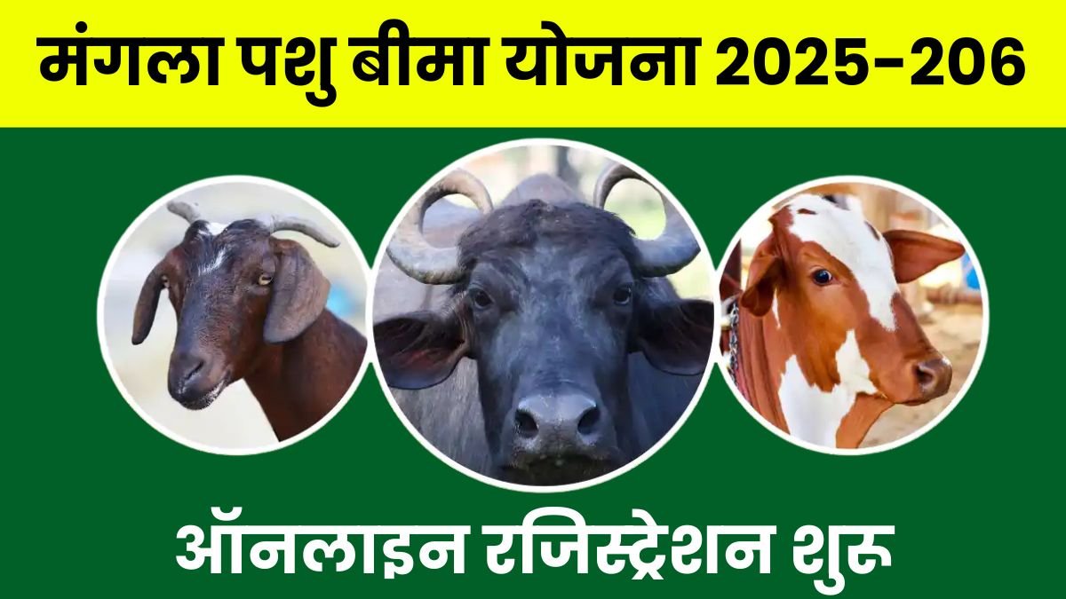 मंगला पशु बीमा योजना: नि: शुल्क बीमा के ऑनलाइन रजिस्ट्रेशन शुरू